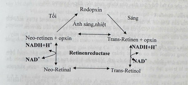 vai trò vitamin A
