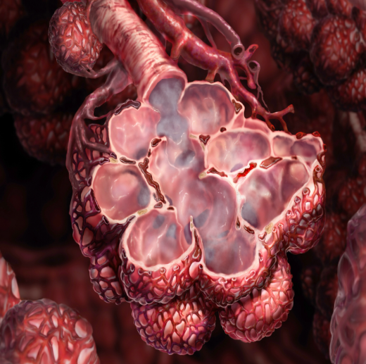 VIÊM PHỔI DO VIRUS – Kiến thức nền tảng và hướng dẫn nhận biết