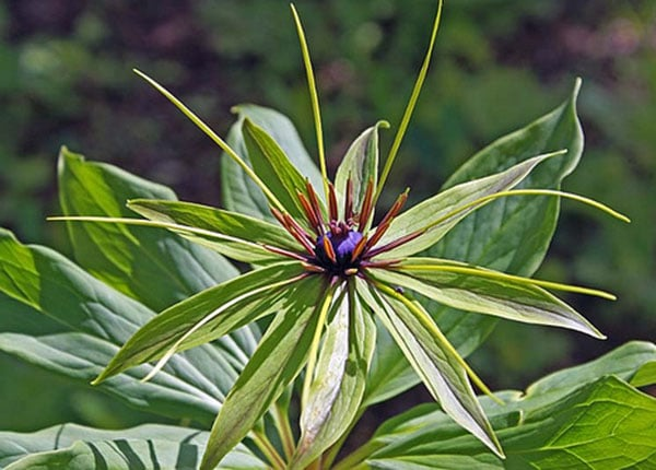 Cây bảy lá một hoa