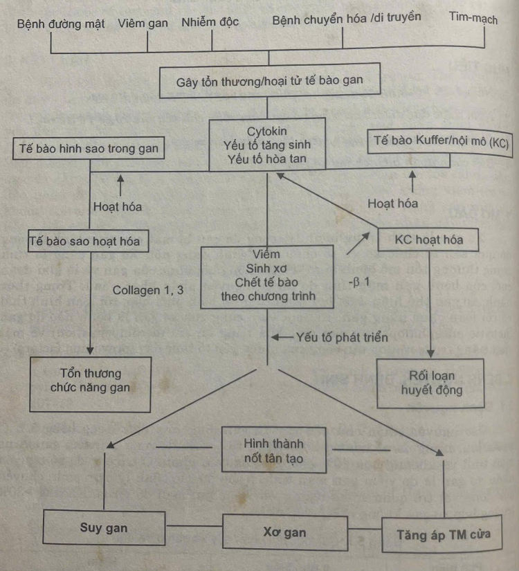 Xơ gan ở trẻ em