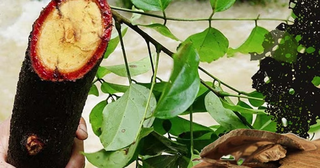 Cây cỏ máu có tác dụng gì? bài thuốc dân gian cây cỏ máu